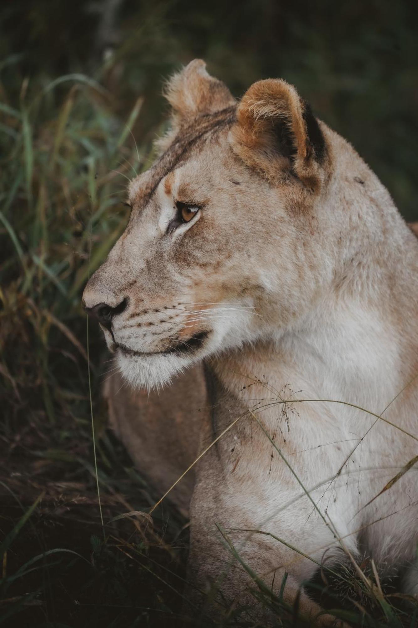 Rhino River Lodge Manyoni Private Game Reserve Bagian luar foto